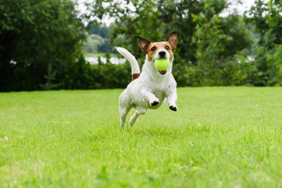 A játék elősegíti a kötődést kutya és gazdája között