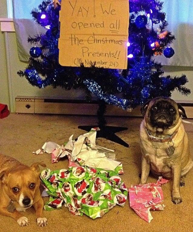 Igen. Ez a két kutya minden karácsonyi ajándékot kibontott. Azt is, ami nem az övék!