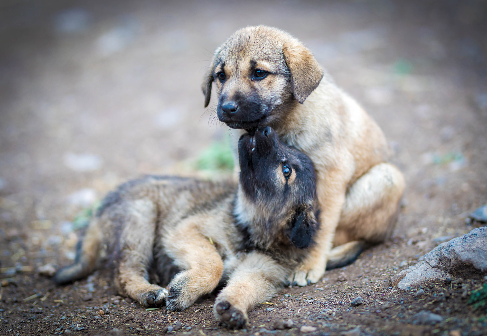Az ivartalanítási program elmúlt tíz éve alatt több mint 4000 kutya ivartalanítására került sor