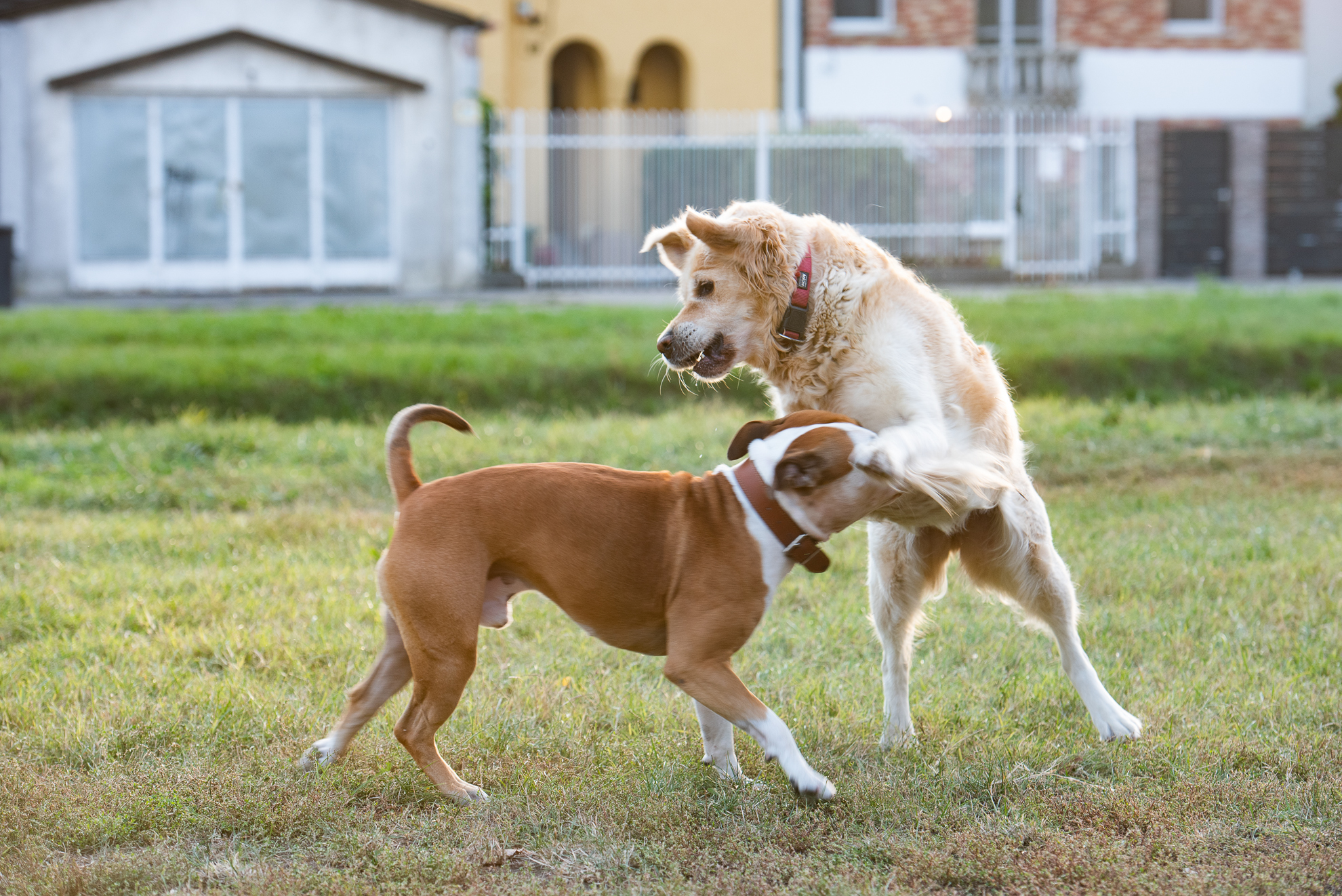A kutyák egészségének megőrzéséhez a megfelelő mennyiségű és minőségi mozgás is elengedhetetlen