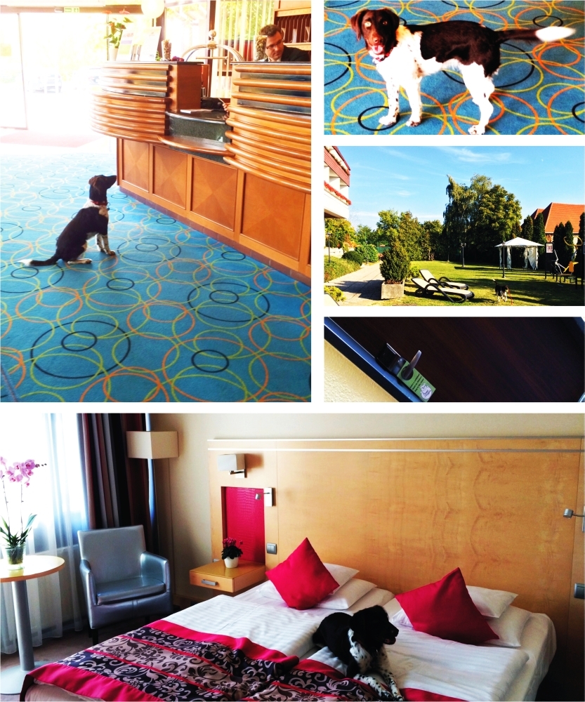 Molly kutya is jól érezte magát a Hotel Sopronban!