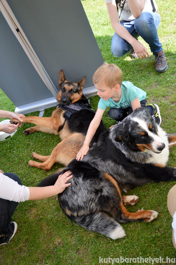 Dr. Rex is kilátogatott a rendezvényre - Süti kutyával a Kutyabarathelyek.hu sátránál élvezték a gyerekek simogatásait