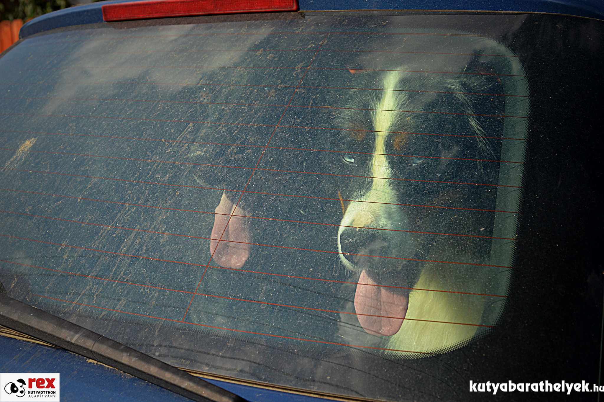 Ellenőrizzük a kutya állapotát az autóban és ennek fényében cselekedjünk!