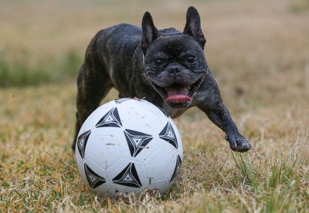 Játékos kutyafajták - Francia bulldog