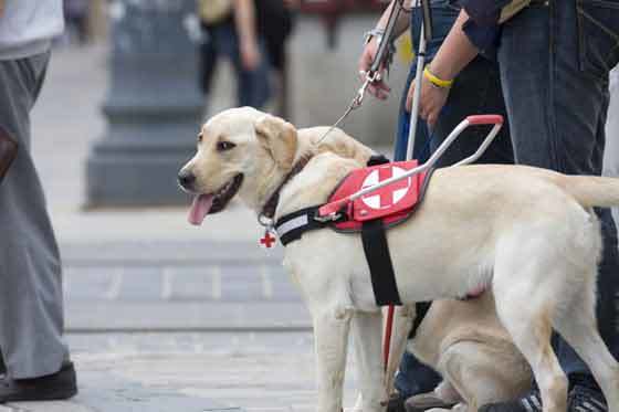 A vakvezető kutyák megkülönböztető jelzéssel ellátott hámot viselnek szolgálatban