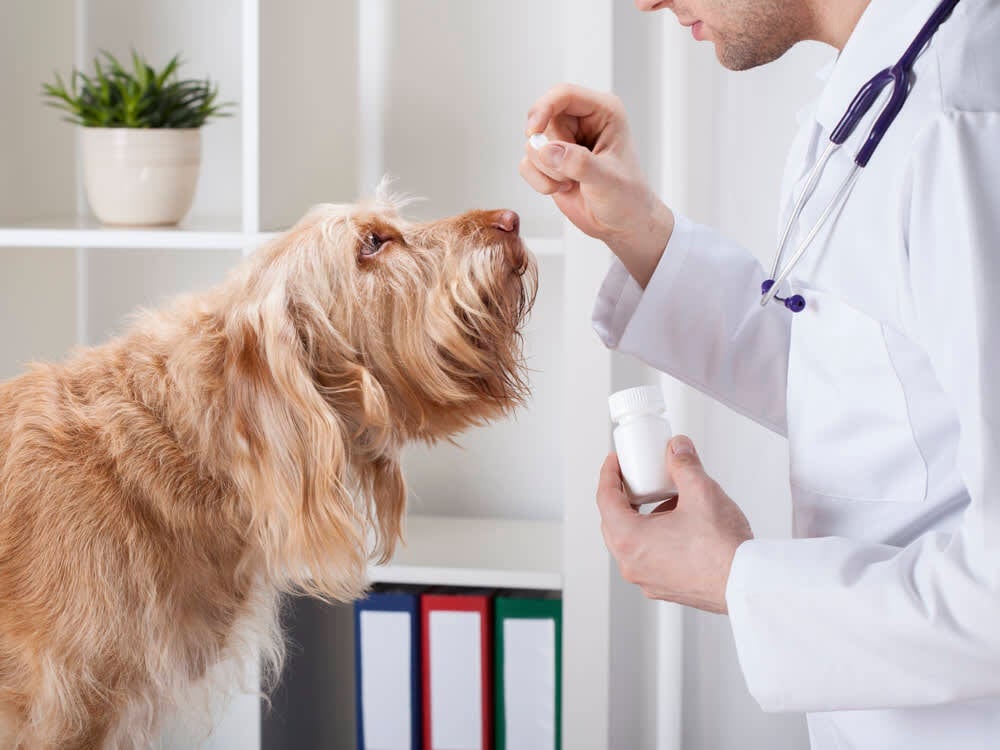 Kutya az állatorvosnál - Egy tabletta megelőzés gyanánt