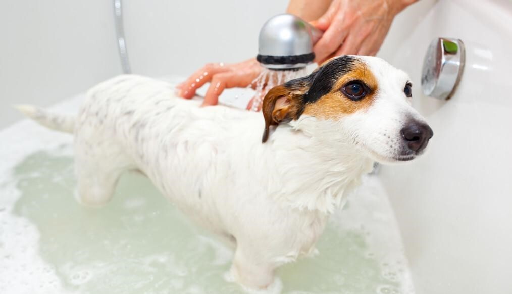 Allergia kutyáknál - Speciális samponna történő fürdetés enyhítheti a bőrtüneteket