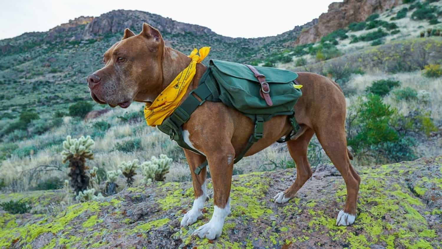 Idős kutya - Csak akkor viseljen hátizsákot, ha egészségi állapota engedi