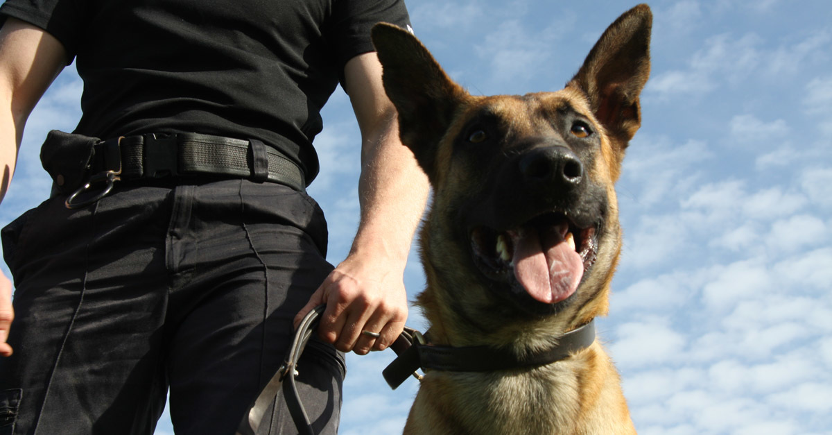 Leendő szolgálati kutyákat keres a büntetés-végrehajtás