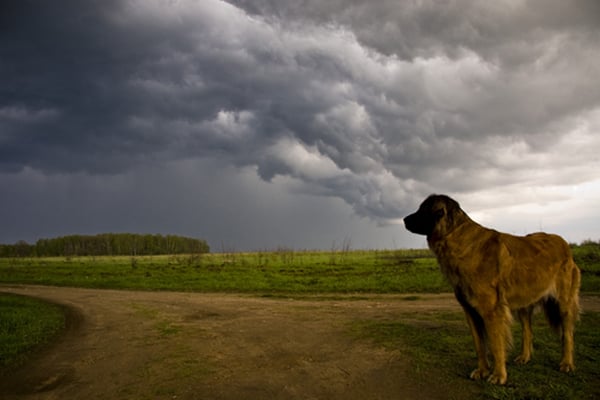 Ha a kutya ismeri a vihar hangjait, talán kevésbé fog félni, szorongani