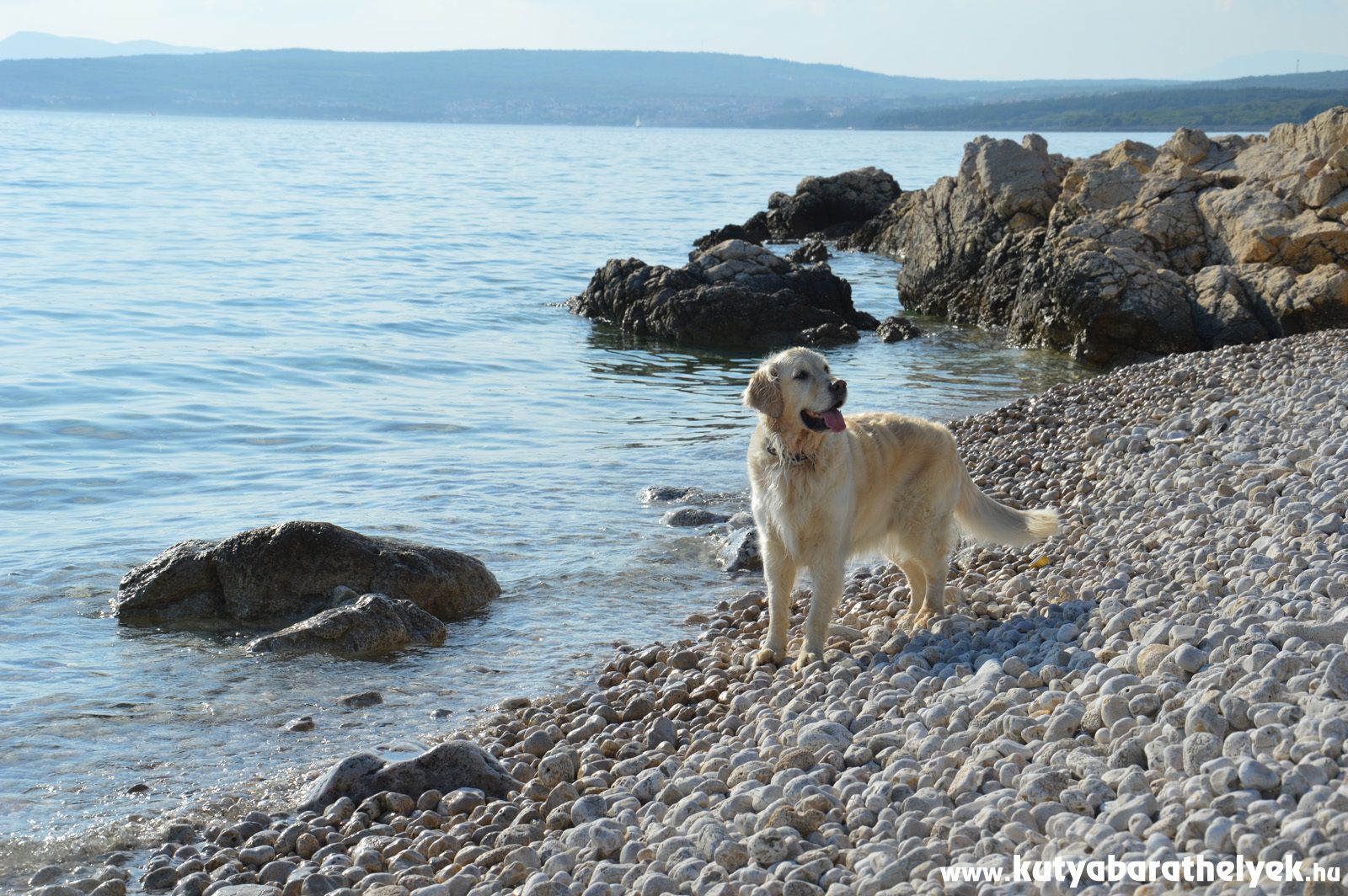 egyetlen nyaralás kutyával északi- tenger)
