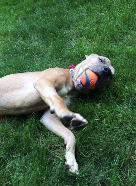 Dexter imád labdázni