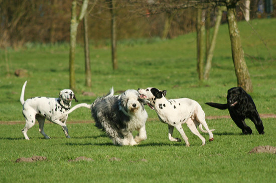 Kiegyensúlyozott kutyák között kisebb az esélye a nézeteltérésnek a futtatón