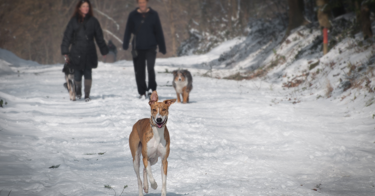 A kutyasétáltatást télen sem szabad elhanyagolni!