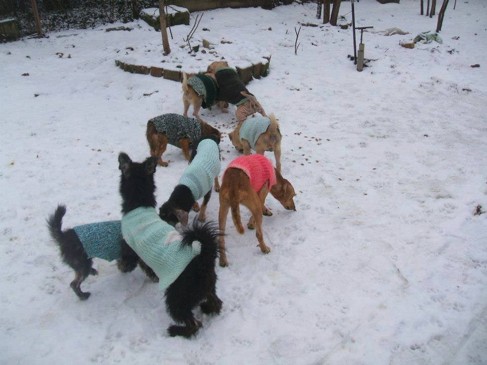 Mentett kutyusok meleg pulcsiban