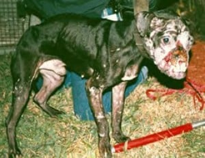 Állatkínzás, harcoltatás = bűncselekmény