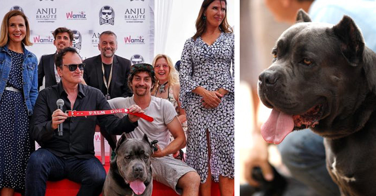 Quentin Tarantino filmjének kutyaszereplője kapta a Palm Dog díjat