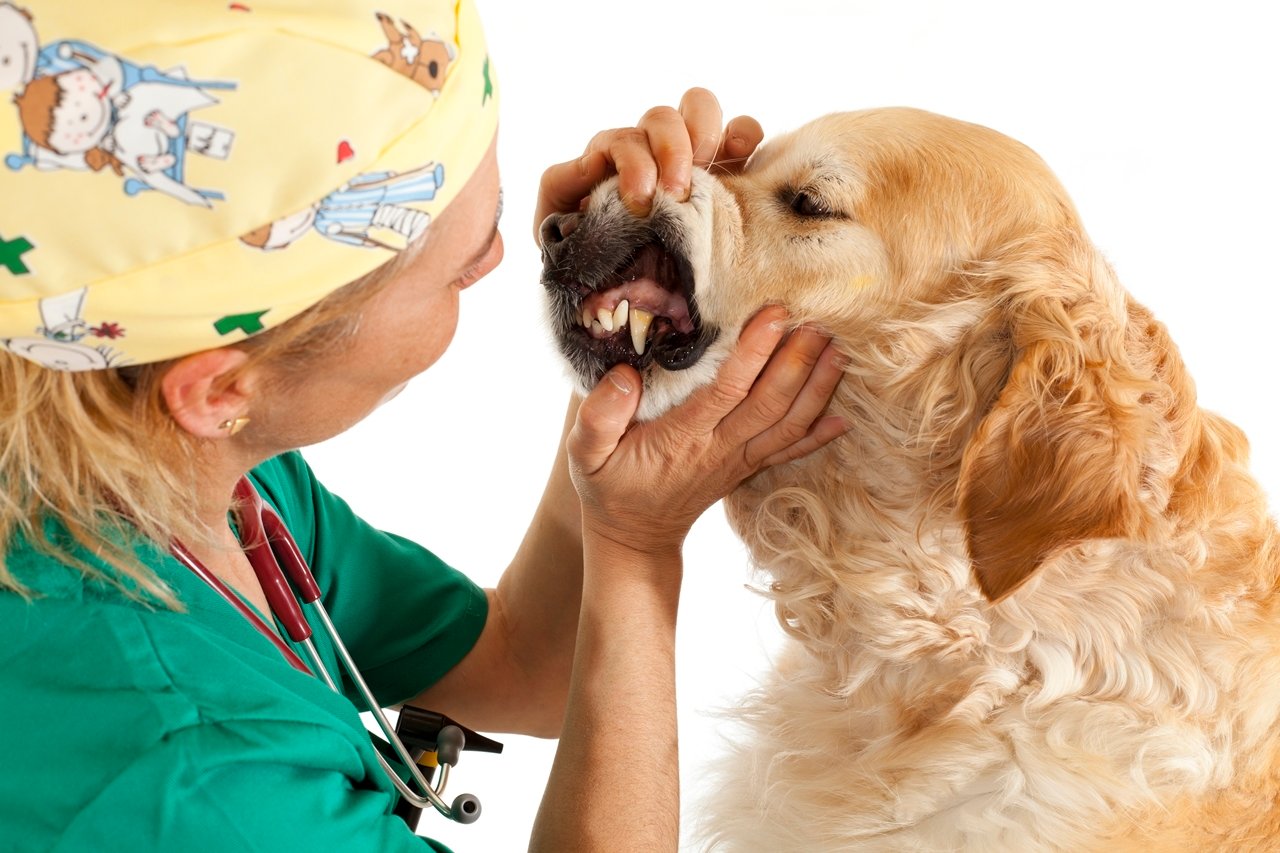 Ellenőriztessük kutyánk fogait állatorvosunkkal!