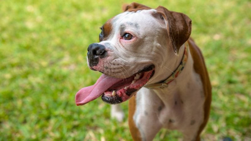 Hiperventilláció - a rövid orrú kutyák hajlamosabbak lehetnek a légzési nehézségekre
