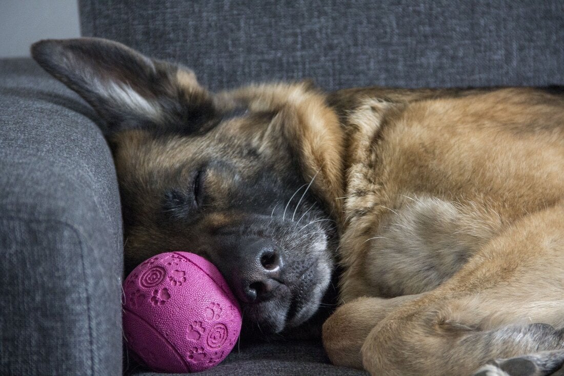 Horkol a kutya - Befolyásolhatja, milyen pozícióban alszik