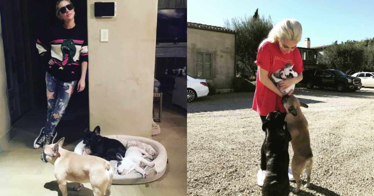 Lady Gaga és kutyái korábbi fotókon