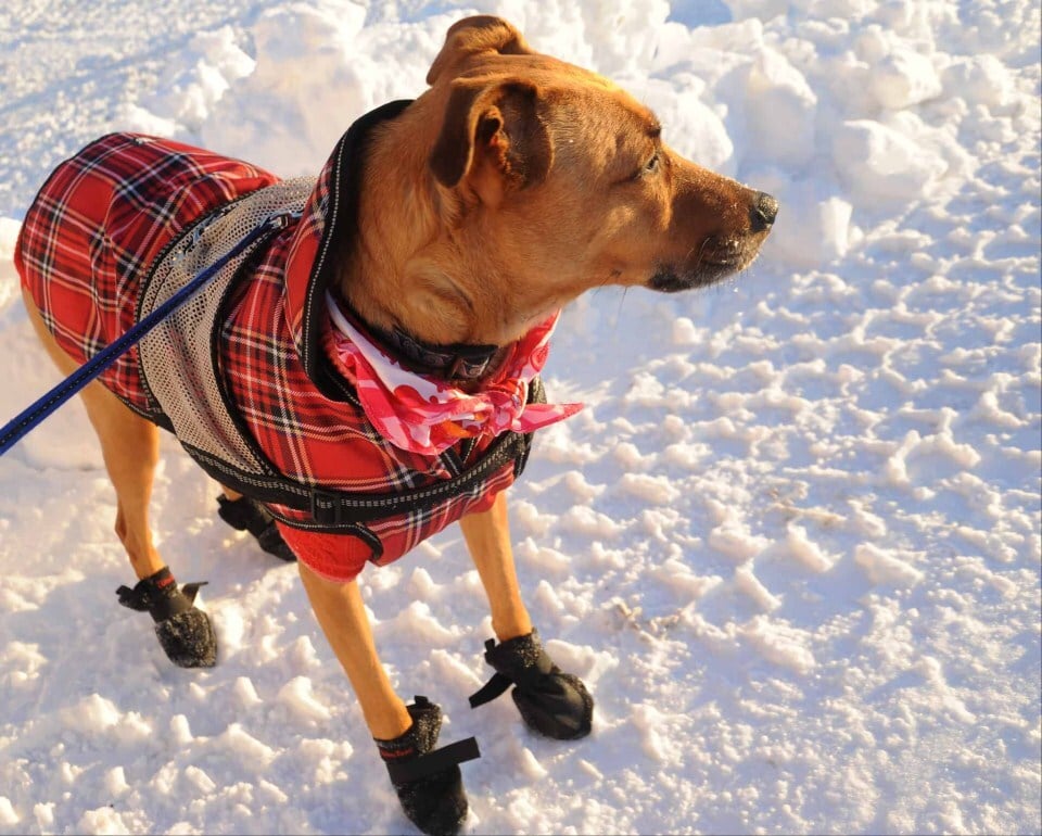 Téli sétákon hasznos lehet a kabát mellett a kutyacipő is, védi kutyánk mancsait