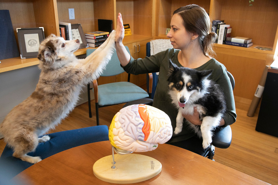 A kutyák agyával kapcsolatos kutatások segíthetnek az emberi agy evolúciójának és az elme működésének megértésében