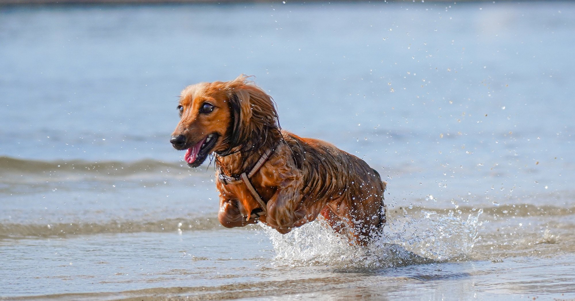 A dunakeszi szabadstrandon külön partszakasz várja a kutyával érkező strandolókat 