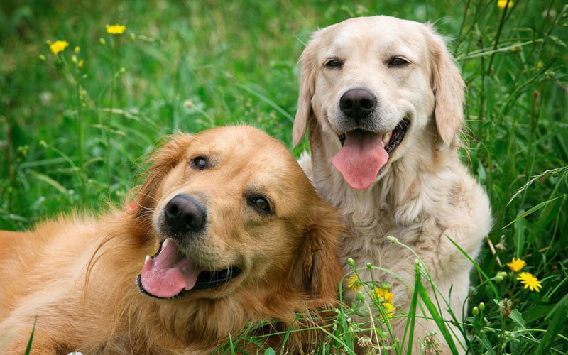 Laza szájtartás kutyáknál - enyhén nyitott száj, lihegés azt közvetíti, hogy jól érzik magukat