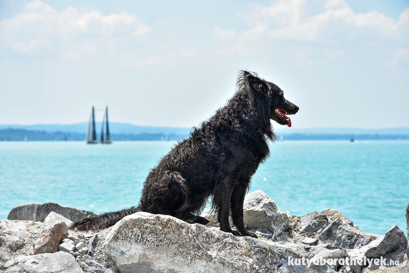 A Balaton kutyával is kiváló kiránduló-, nyaraló úticél!