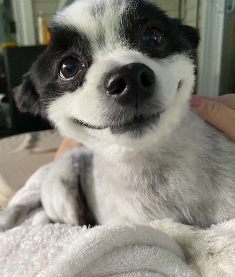 Chevy, a mosolygós kutya