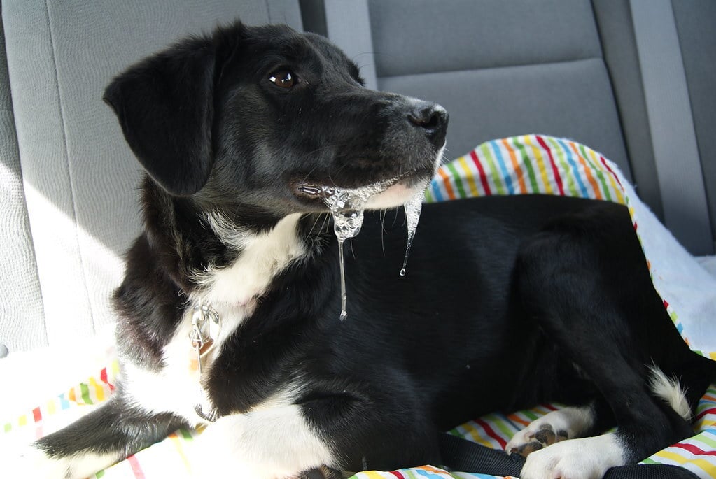 Utazási betegség - hányinger, nyálzás léphet fel, ha a kutya nehezen bírja az autózást 