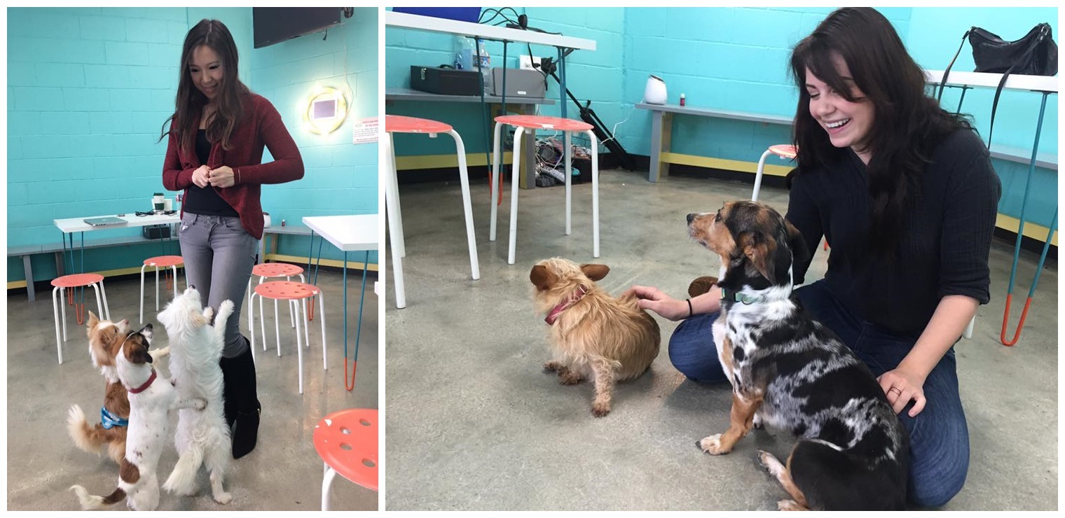 The Dog Cafe - egy szuper hely kutyabarátok és kutyusok számára