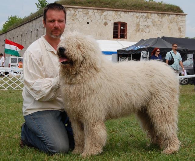 Komondor kiállításon Komáromban