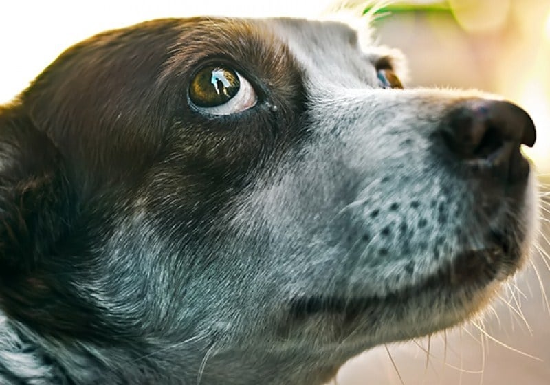A stressz jelei kutyáknál - feszültséget okozó helyzetben gyakran láthatóvá válik a szemfehérje