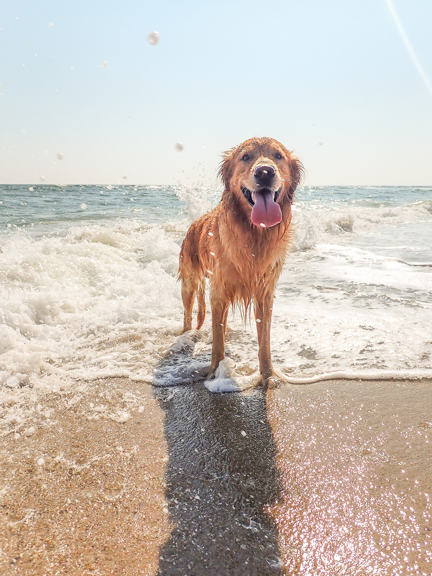 A kutyák is szeretnek strandolni!