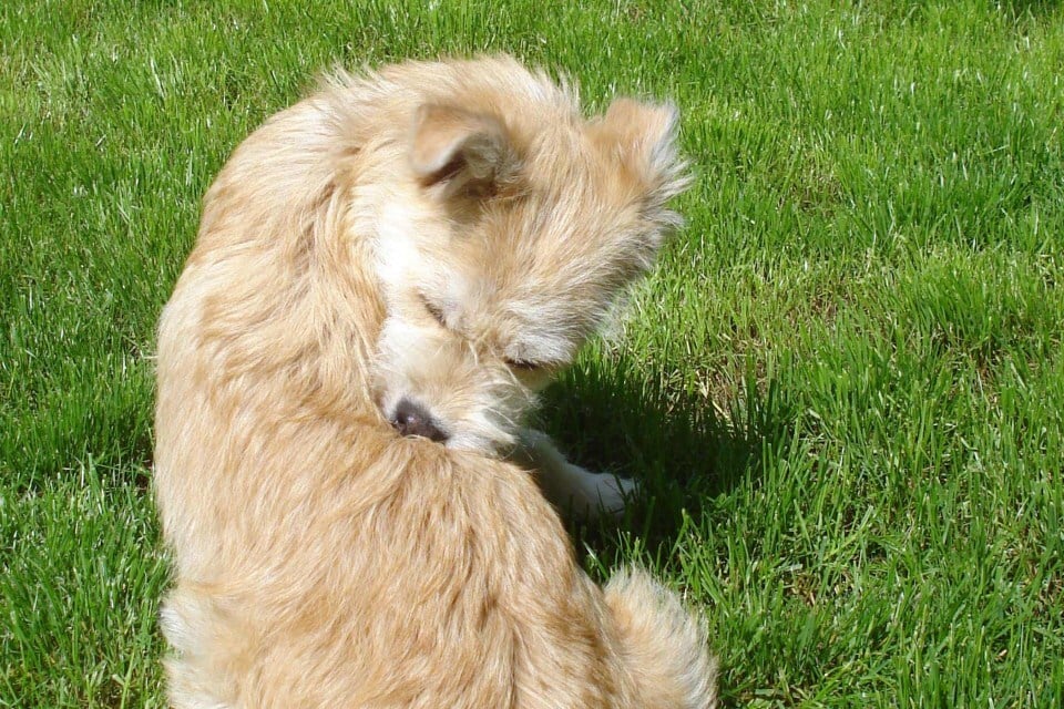Rovarcsípések kutyáknál - Gyakori tünet a viszketés és a vakarózás