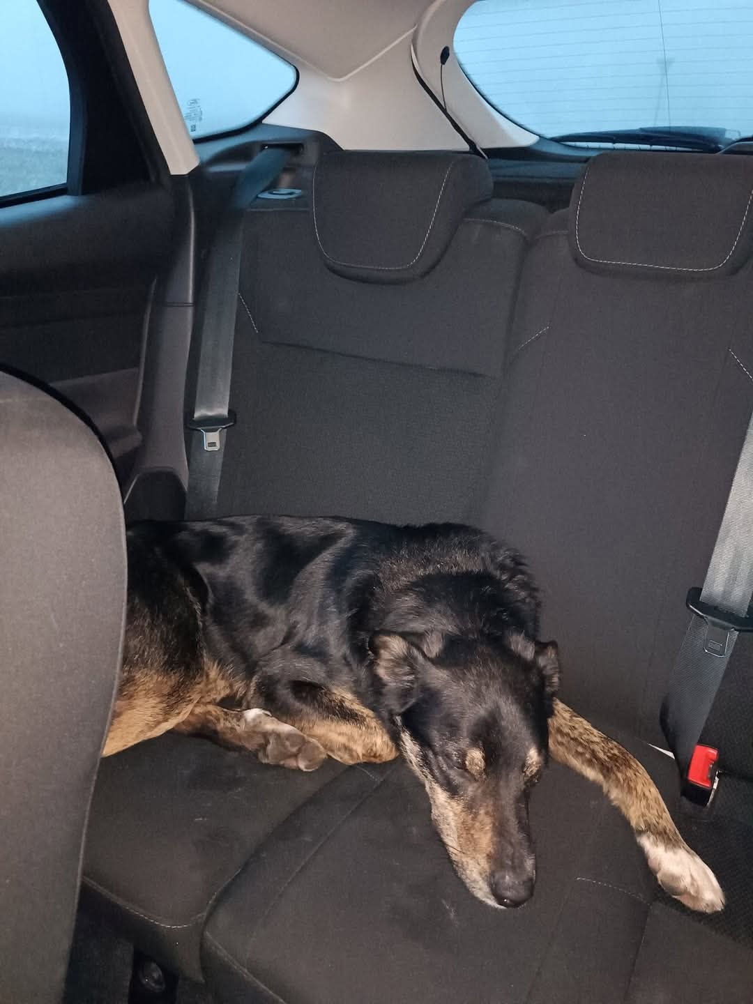 Loki már biztonságban