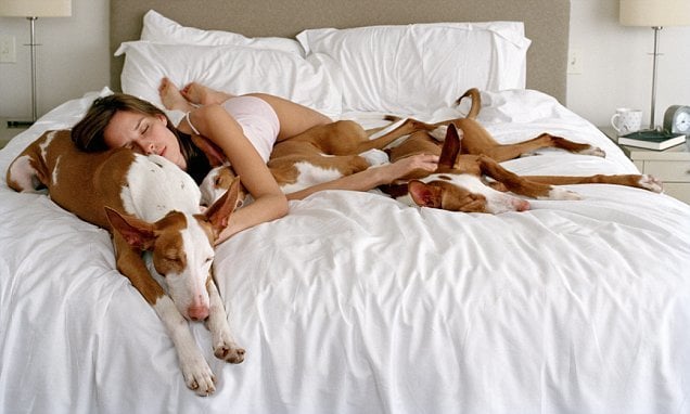 Alvás több kutyával? Kényelmes is lehet!