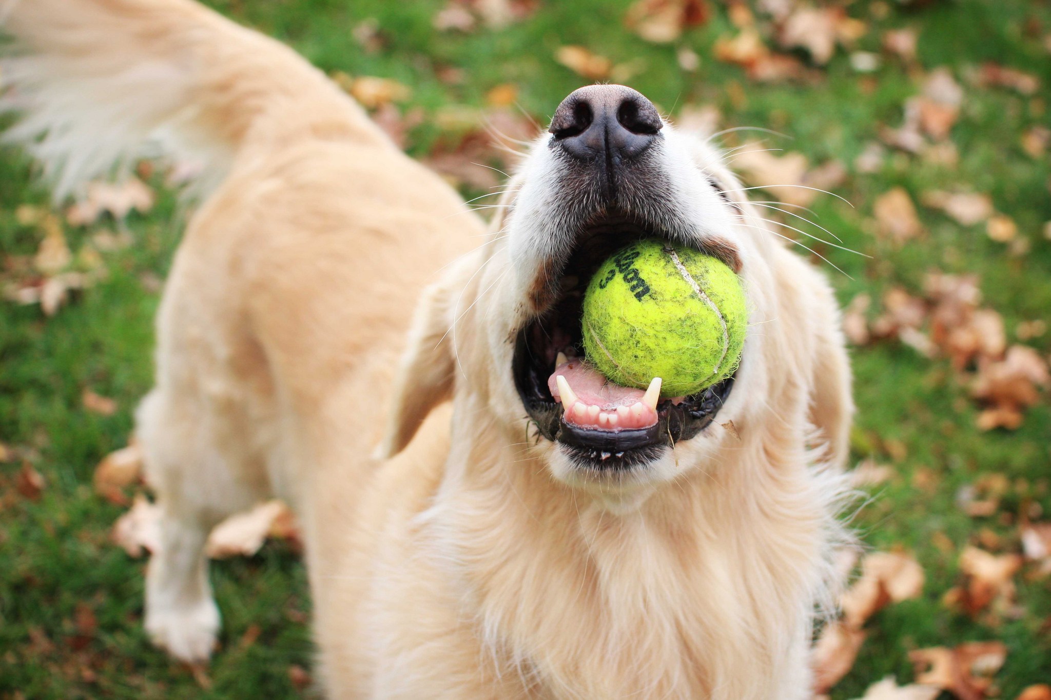 A labdámat is visszük, ugye? - Költözésnél készítsd össze kutyád játékait is!