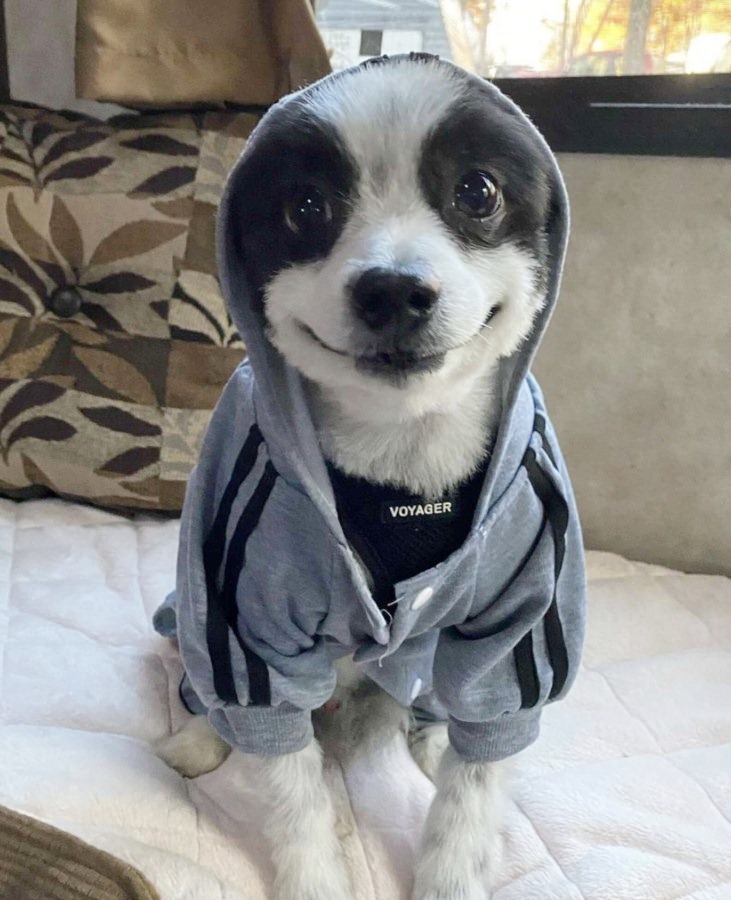 Kutyamosoly - Egy jó meleg pulóver is okot adhat az örömre