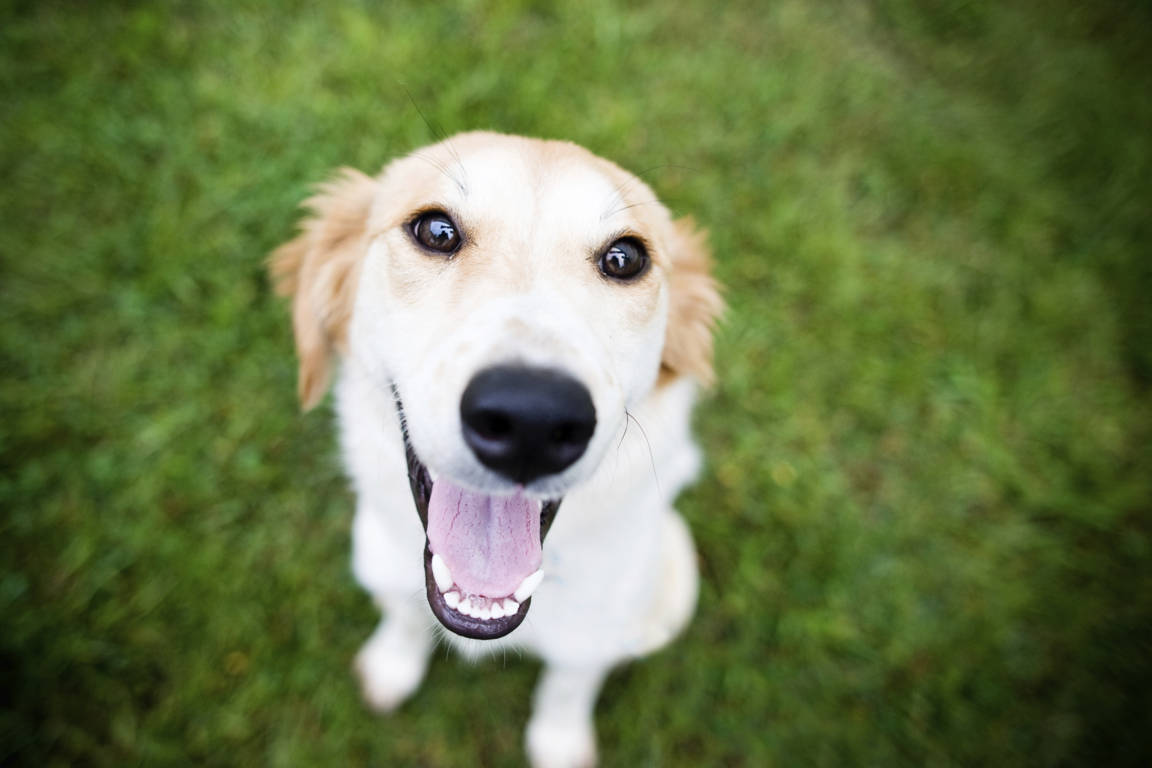 Újévi fogadalmak - 10 tipp, ha kutyáddal tervezel - mosolyogj sokat