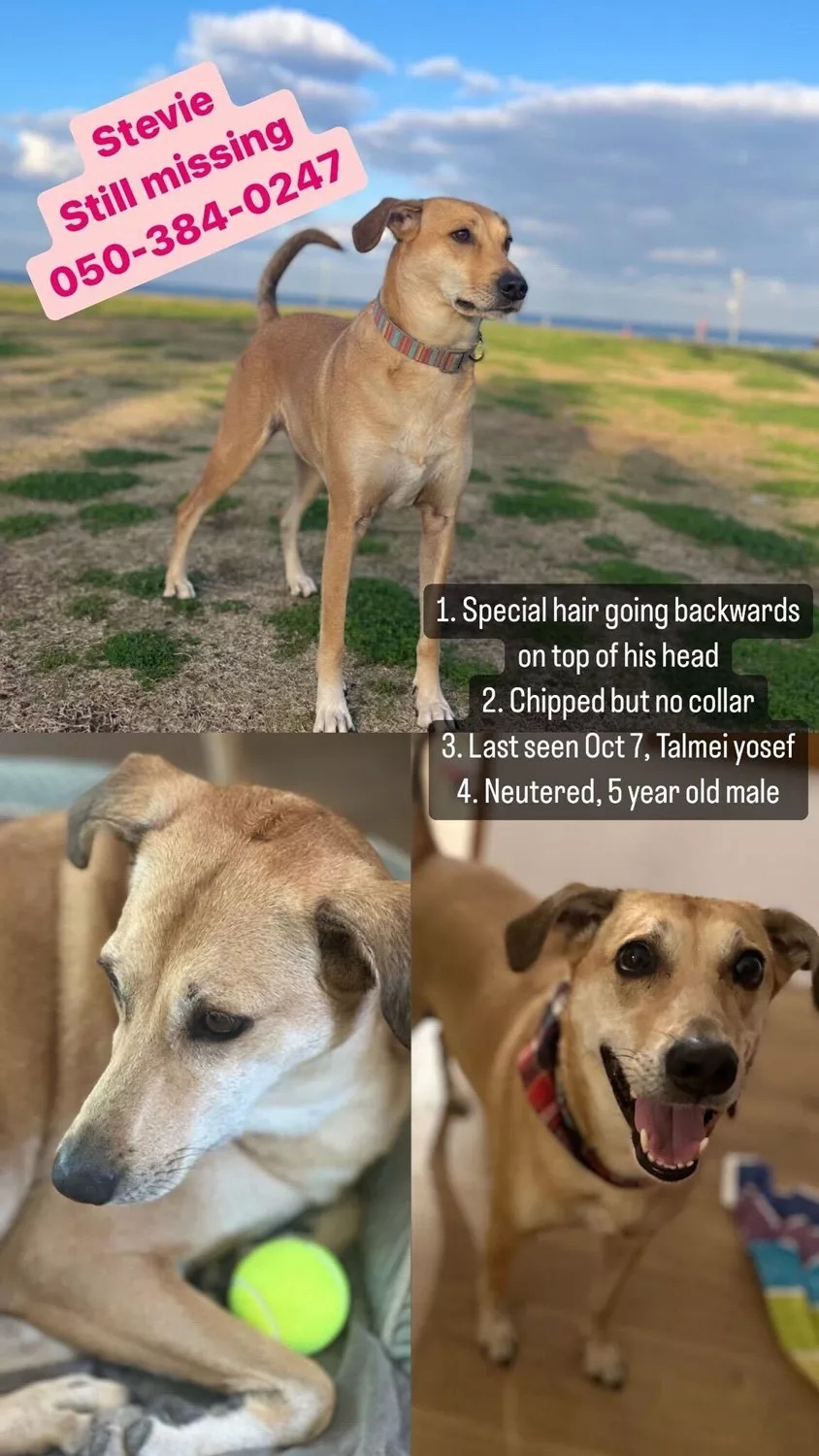 Stevie kutyának egy légiriadó során veszett nyoma Izraelben