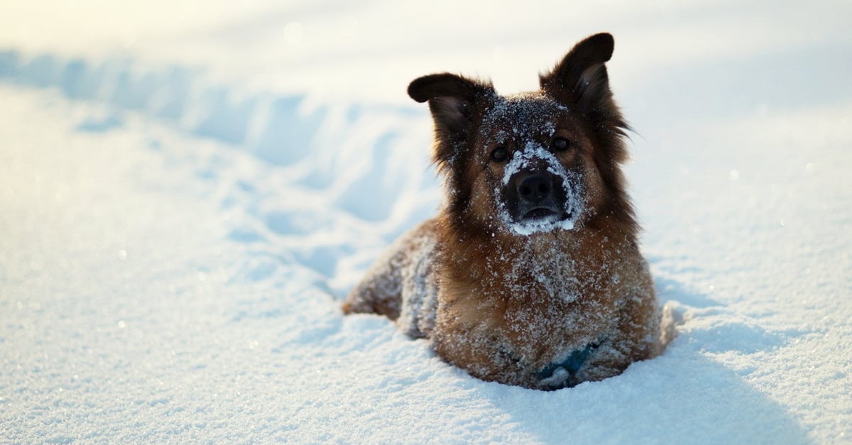 A hóban sok kutya szeret játszani