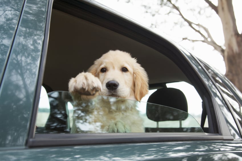 Soha ne hagyjuk a forró autóban a kutyát!