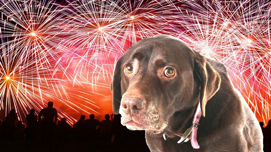 Óvjuk meg kutyánkat a tűzijátékozás ideje alatt!