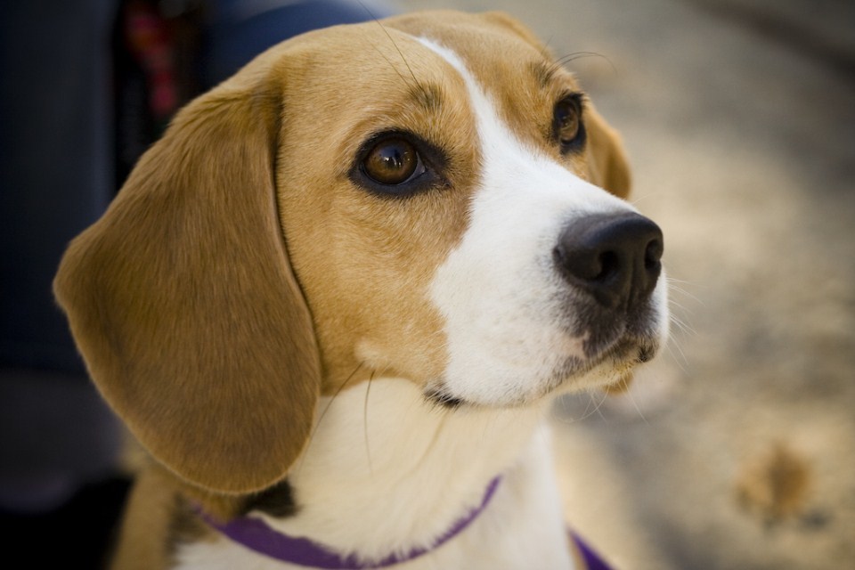 Kutyafajták extrovertáltaknak - Beagle