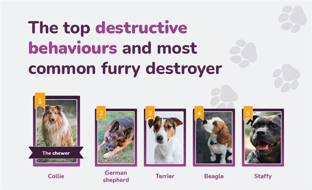 Felmérés - A destruktív viselkedés leggyakoribb típusai a kutyafajták tekintetében 1.