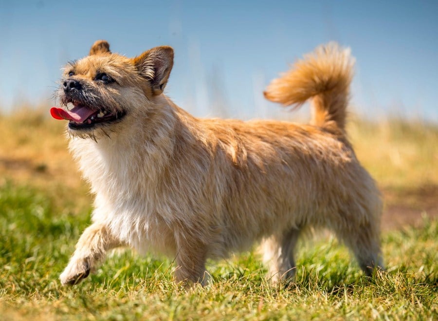 Góbi, a keverék kutya, hosszú kilométereken át követte gazdáját a sivatagi ultramaraton versenyen