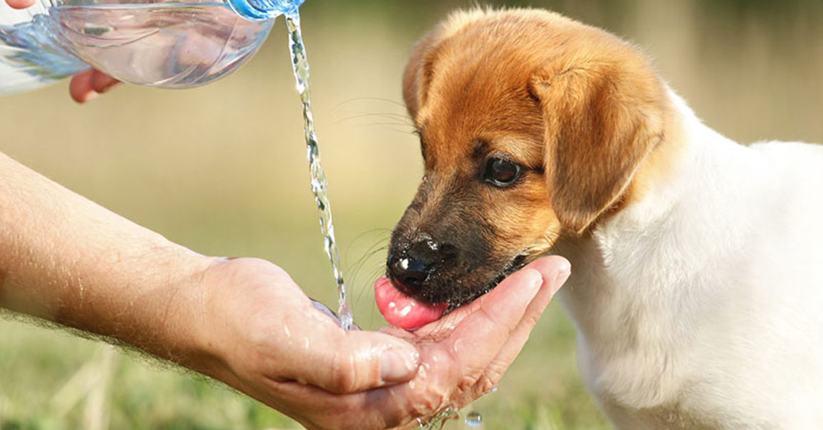 A kánikulában kutyánknak is több vizet kell biztosítani!
